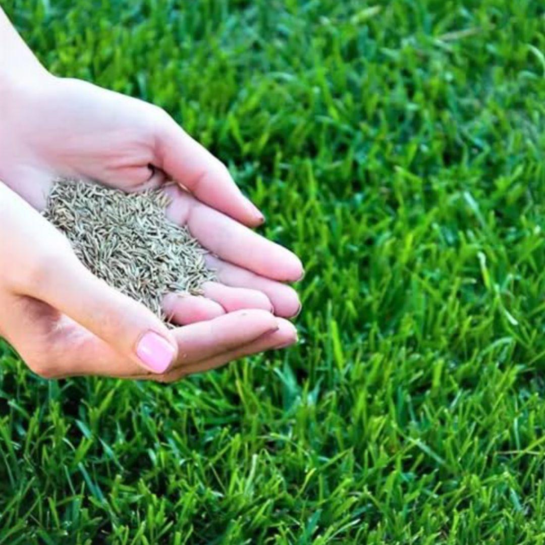 Grass Seeds Hybrid Best For Your Beautiful Home Gardening (Pack of 100 seeds) (Pack of 1)